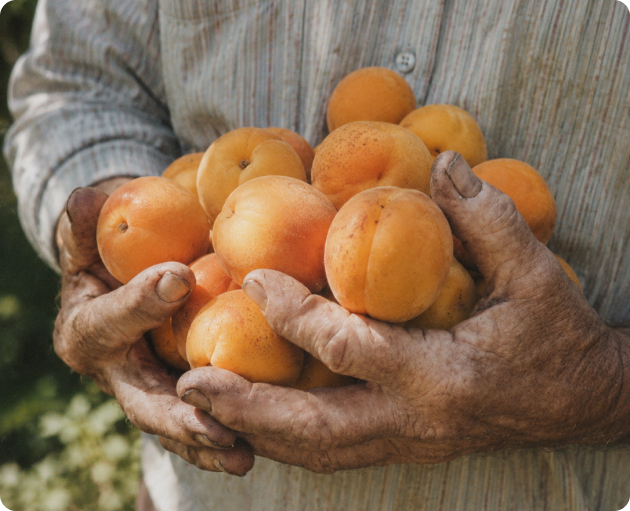 A grower holding freshly picked apricots